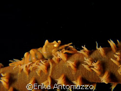 These tiny shrimp live on black coral and are hard to spo... by Erika Antoniazzo 